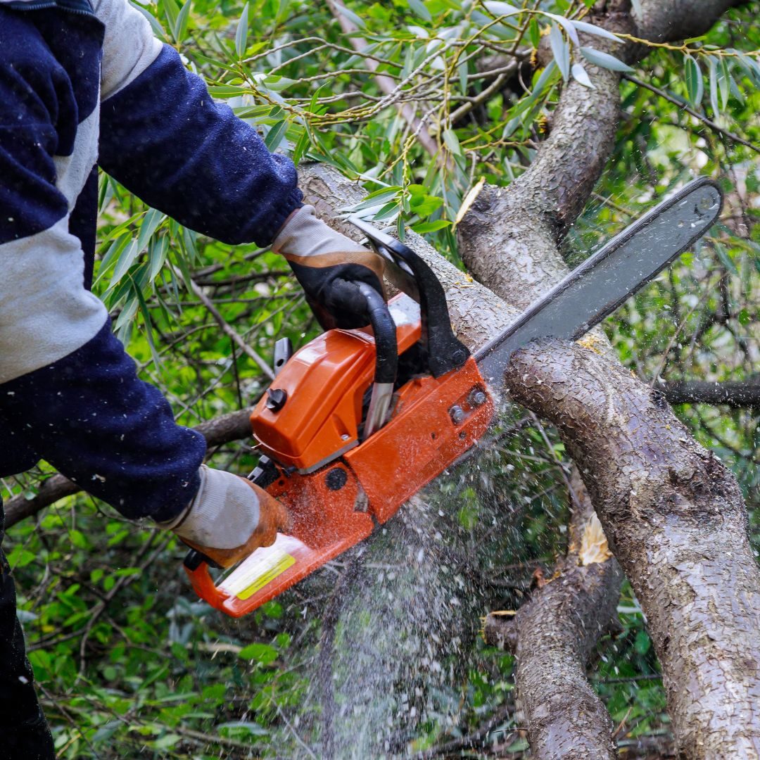 Tree Trimming