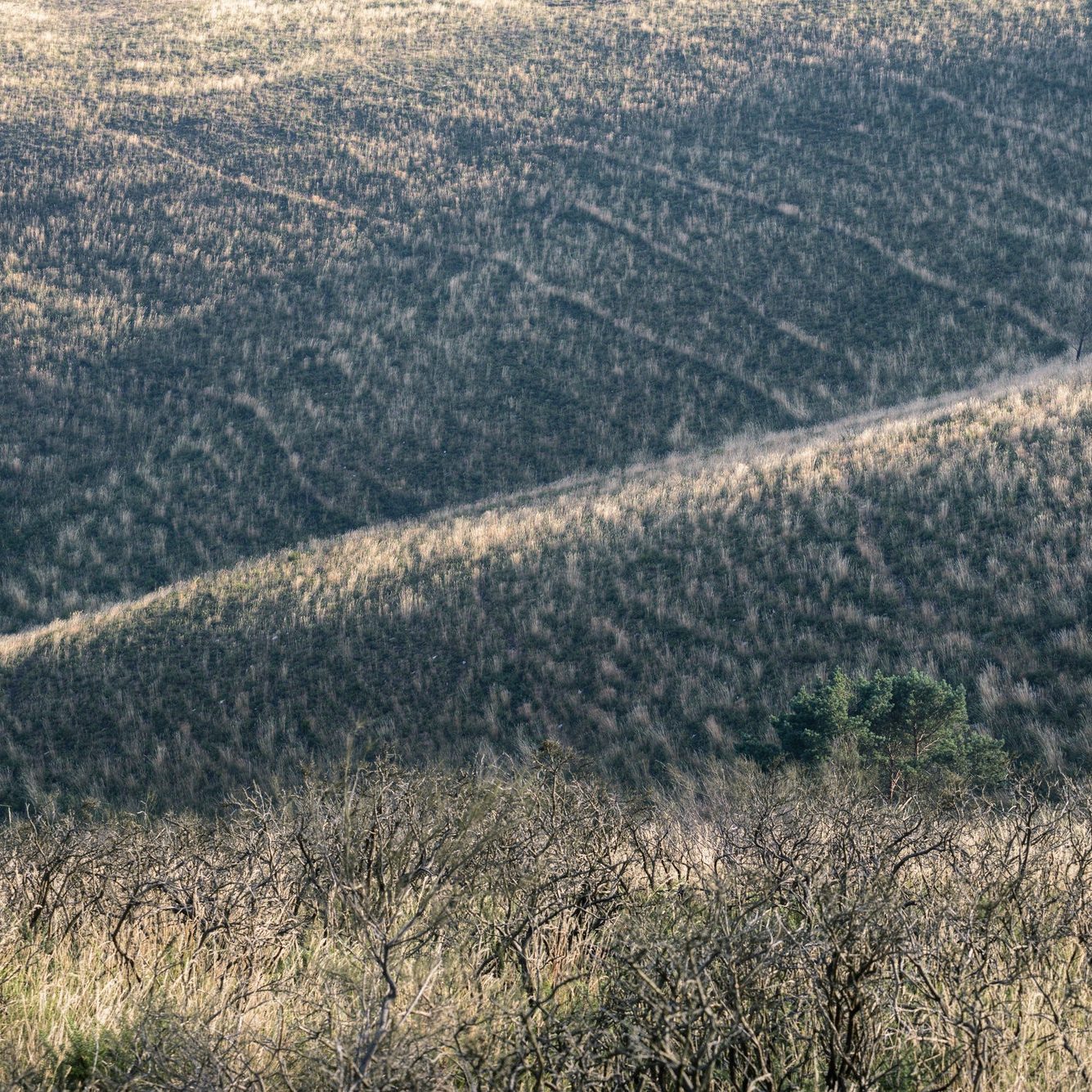 Abstract landscape formed by patterns among the dry vegetation