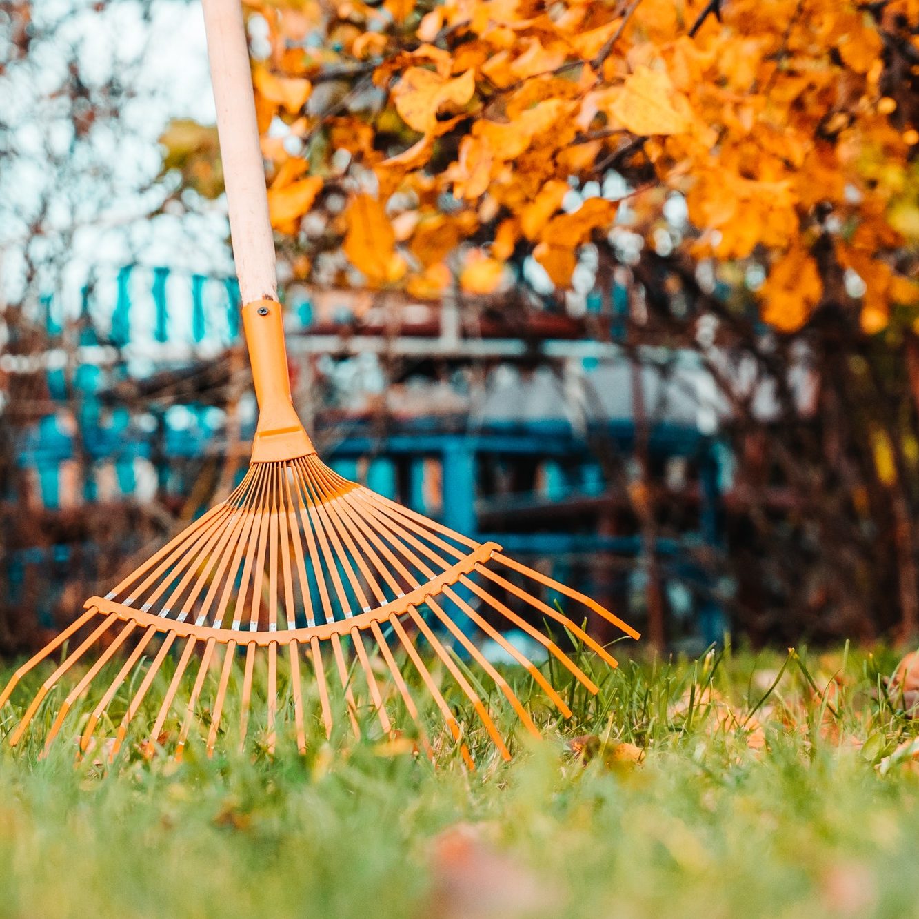 Raking fall leaves with rake in the yard. spring clean in garden back yard.